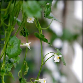 小さな白い小花の画像 by H・A・R・Uさん | バルコニー/ベランダとシンバラリア・パリダ・アルビフローラとみどりのある暮らしと枝垂れると小さな白い小花とベランダガーデンとガーデニングと花のある暮らしとバルコニスト