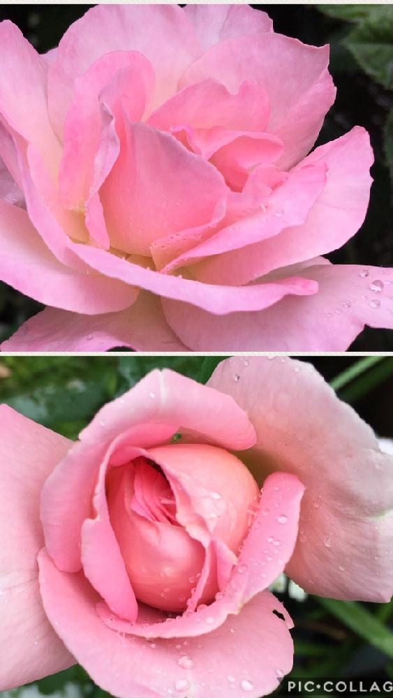 薔薇オードリーヘップバーンの投稿画像 By 花が好きさん 薔薇ティファニーと今日も笑顔で と美しいバラと薔薇愛同盟とありがとう と花のある世界 といい感じ と好きな色合い と自慢のバラコンテスト18とガーデニングと薔薇が好きです と花のある暮らしと花が