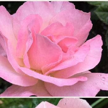 薔薇オードリーヘップバーンの画像 by 花が好きさん | 小さな庭と薔薇オードリーヘップバーンと薔薇ティファニーと今日も笑顔で♡と美しいバラと薔薇愛同盟とありがとう♡と花のある世界♡といい感じ♪♪と好きな色合い♡と自慢のバラコンテスト2018とガーデニングと薔薇が好きです♡と花のある暮らしと花が好きです♡♡♡と可愛いピンク色♡