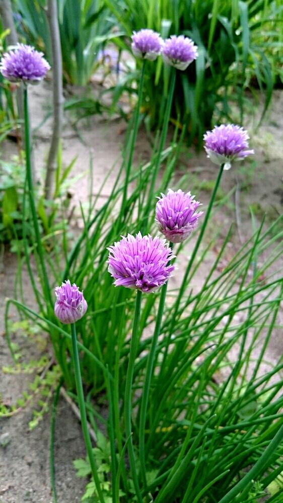 チャイブの投稿画像 By Harkaさん 花のある暮らしと地植えとピンクの花とハーブ 18月5月23日 Greensnap グリーンスナップ