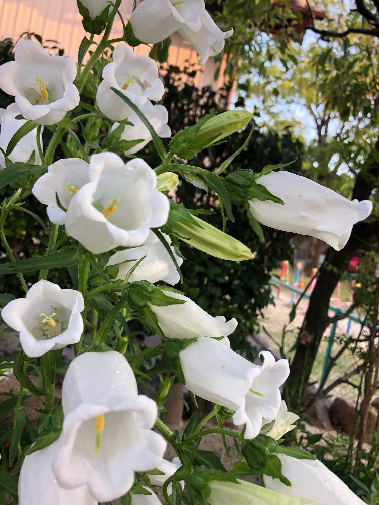 ツリガネソウの投稿画像 By 和さん フウリンソウとカンパニュラとさいた と宿根草 と花のある暮らしとかわいいと白い花とカンパニュラ 18月5月23日 Greensnap グリーンスナップ