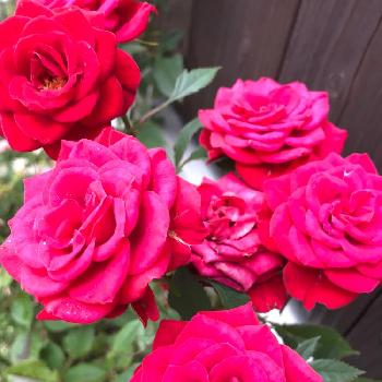満開のお花達の画像 by ひなの☆さん | 玄関と名前を教えて！と真っ赤からローズ色にと植中毒と満開のお花達と花のある暮らしとミニバラ不明