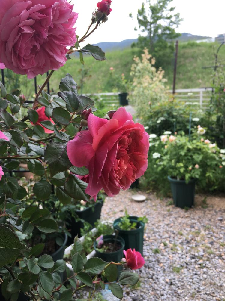 バラ ラデュレの投稿画像 By よりさん ばら バラ 薔薇とナチュラルガーデンとギヨーとラデュレとカインズバラコンテストと今日のお花と自慢のバラ コンテスト18とガーデニングと花のある暮らしと寒冷地とバラ ミニバラ 18月5月23日 Greensnap グリーンスナップ