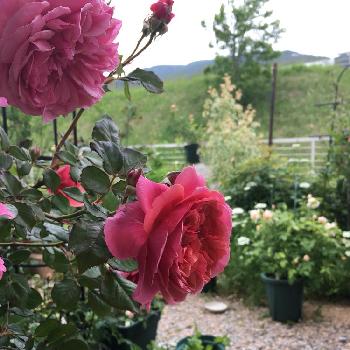 バラ ラデュレの投稿画像一覧 Greensnap グリーンスナップ