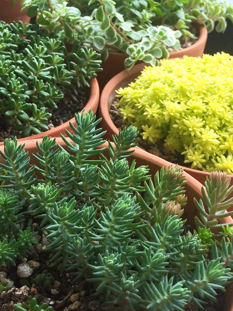 すべてが初心者のセダムの植え替え Greensnap グリーンスナップ