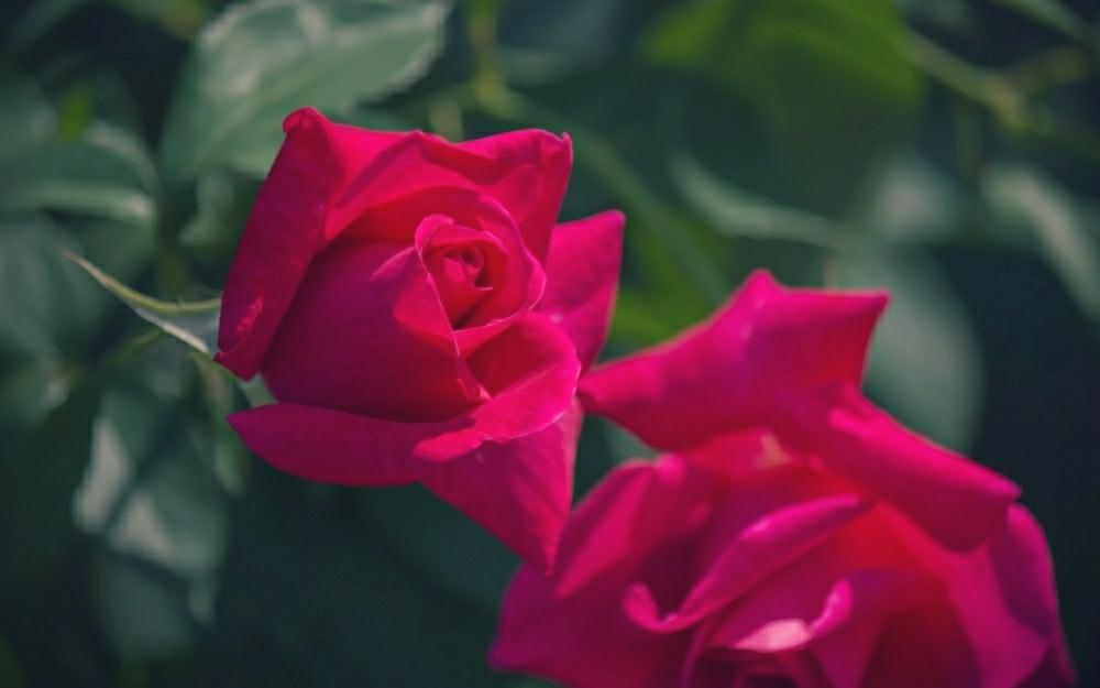 千代の投稿画像 By Otoさん お出かけ先と中之島公園と中之島バラ園と薔薇園と赤い花と朝陽を浴びてと中之島公園と中之島バラ園と薔薇園と赤い花と朝陽を浴びて 18月5月23日 Greensnap グリーンスナップ Greensnap グリーンスナップ