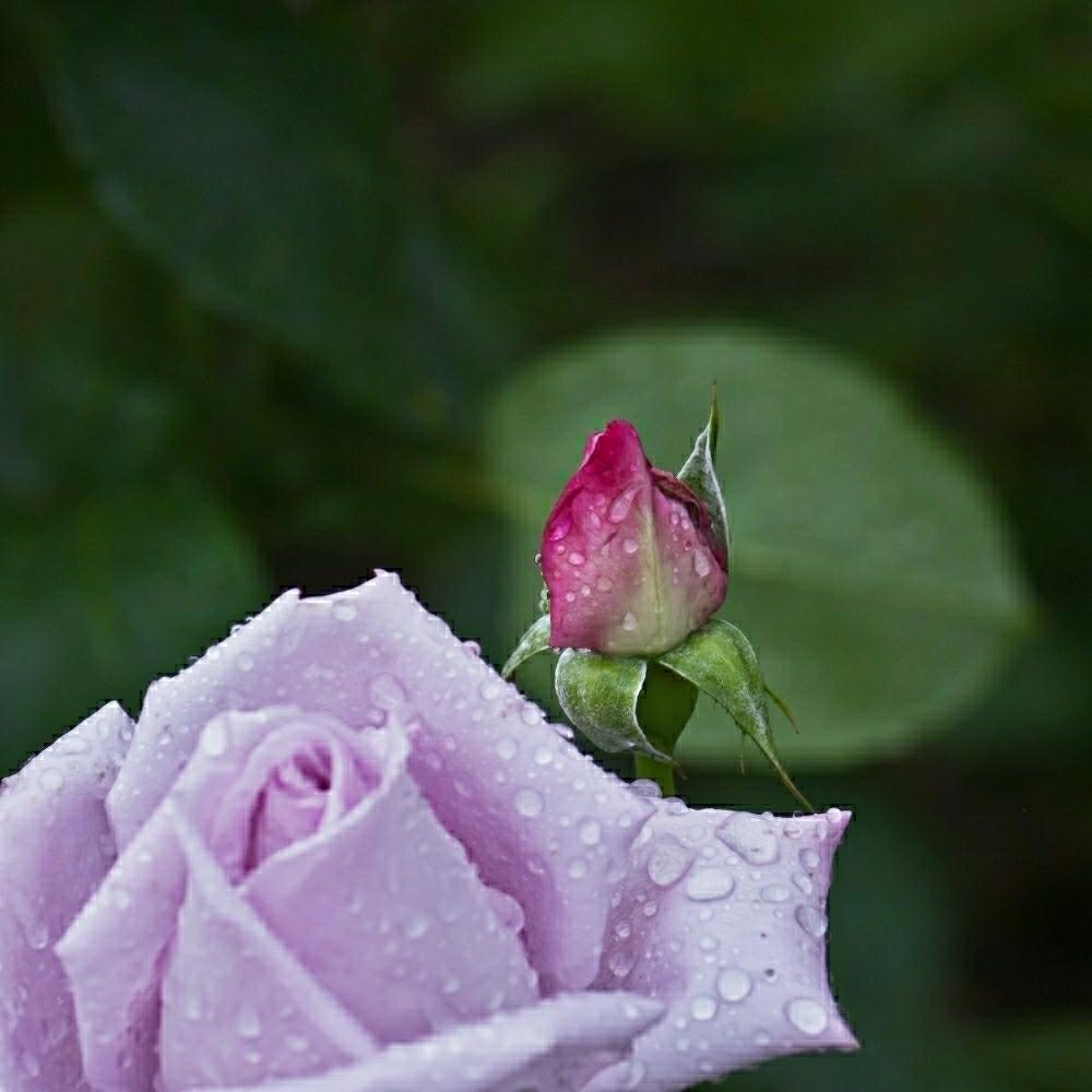 薔薇 ブルームーンの投稿画像 By Otoさん 朝陽を浴びてと薔薇園と中之島バラ園と中之島公園とお出かけ先と水玉雨雫と雨に輝くと朝陽を浴びてと薔薇園と 中之島バラ園と中之島公園と水玉雨雫と雨に輝く 18月5月23日 Greensnap グリーンスナップ Greensnap