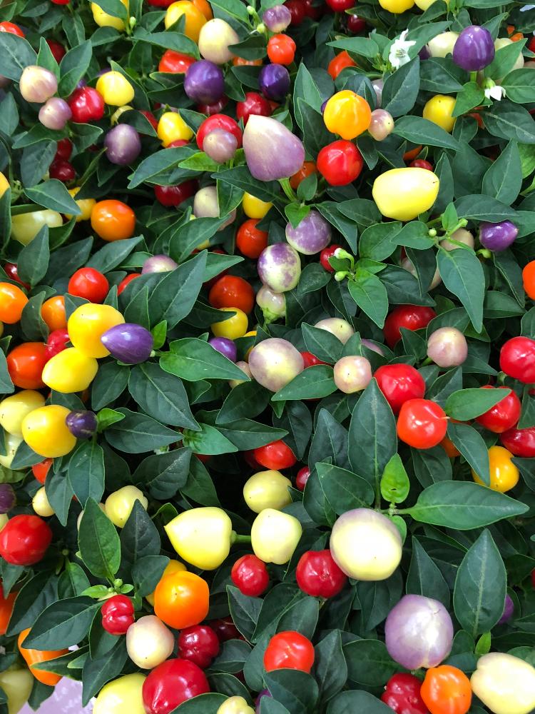 ゴシキトウガラシの投稿画像 By Nobuさん 多年草とgs映えと観賞用トウガラシ ゴシキトウガラシ 18月5月23日 Greensnap グリーンスナップ