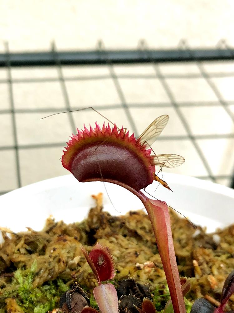 ハエトリソウの投稿画像 By たつさん レッドピラニアとでかい と食虫植物とベランダ菜園と食虫植物大好きとバルコニスト 18月5月23日 Greensnap グリーンスナップ