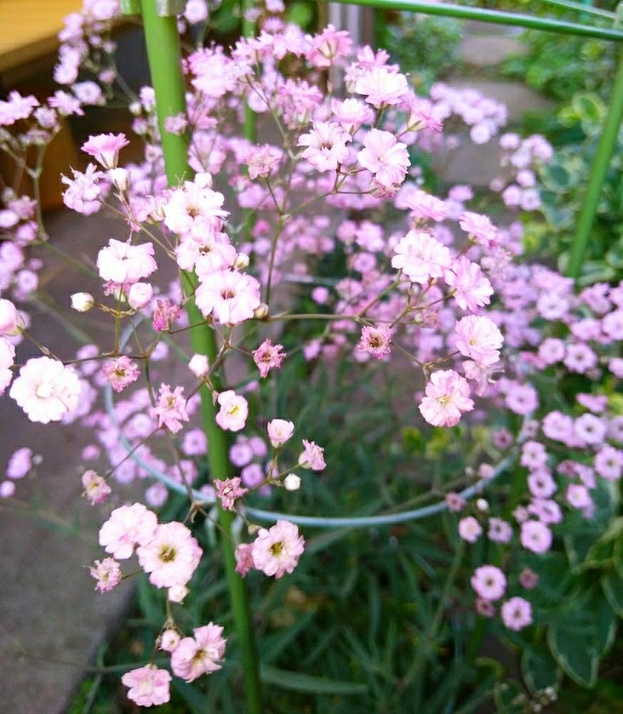 宿根カスミソウの投稿画像 By ミキさん カスミソウと鉢植えのお花とピンクの花とガーデニングと庭の宿根草と咲いた 18月5月23日 Greensnap グリーンスナップ