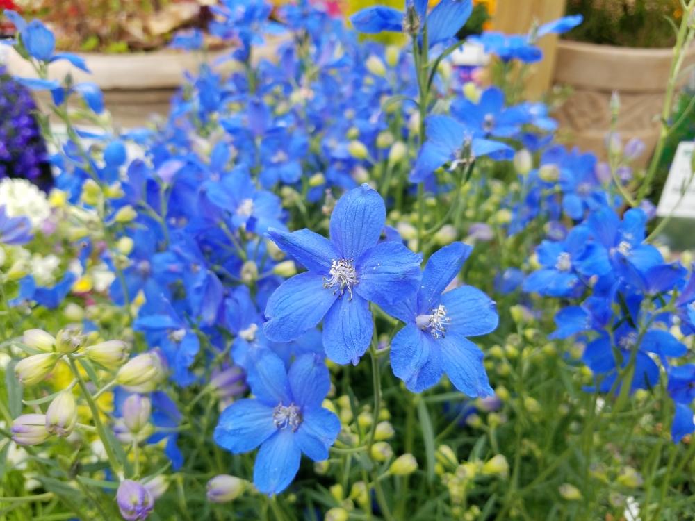 デルフィニウム ミントブルーの投稿画像 By Momoさん 今日の私の写真と花のある生活と鉢植えと我が家の庭と花好き 18月5月23日 Greensnap グリーンスナップ