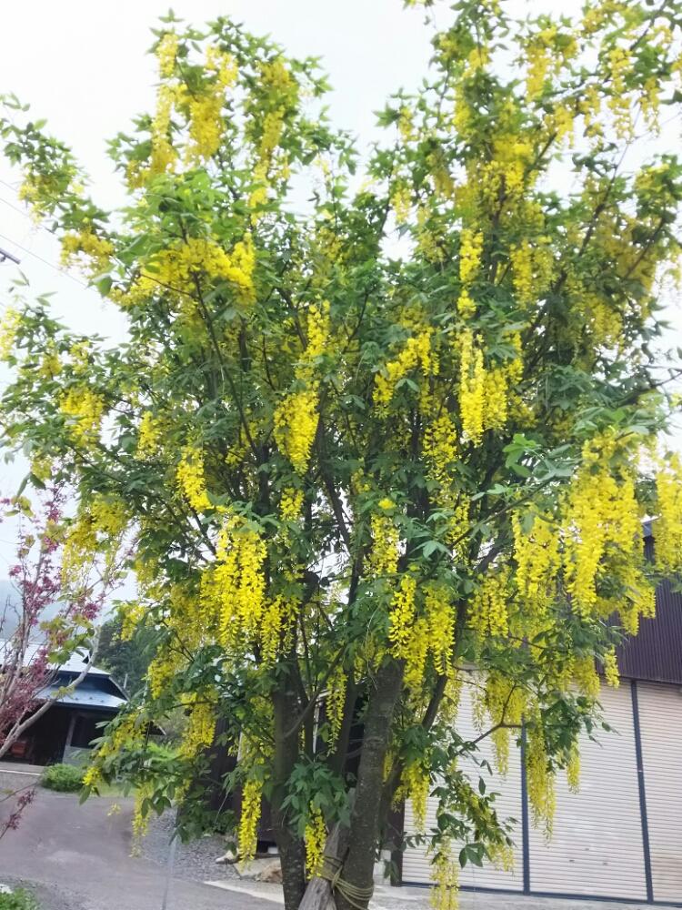 わが家のキングサリの投稿画像 By Taeko さん 花のある暮らしと黄色い花 18月5月23日 Greensnap グリーンスナップ