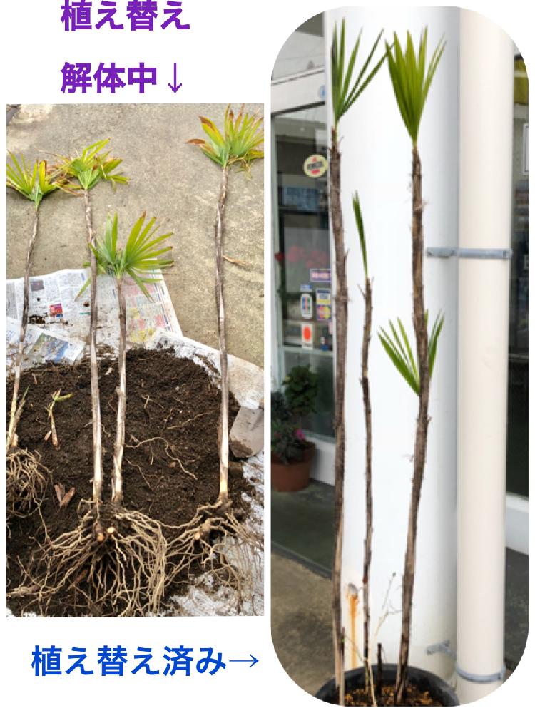 棕櫚竹 シュロチク の投稿画像 By 織家さん 山形とどこでも植物と植え替えと花のある暮らしとiphone撮影 18月5月23日 Greensnap グリーンスナップ