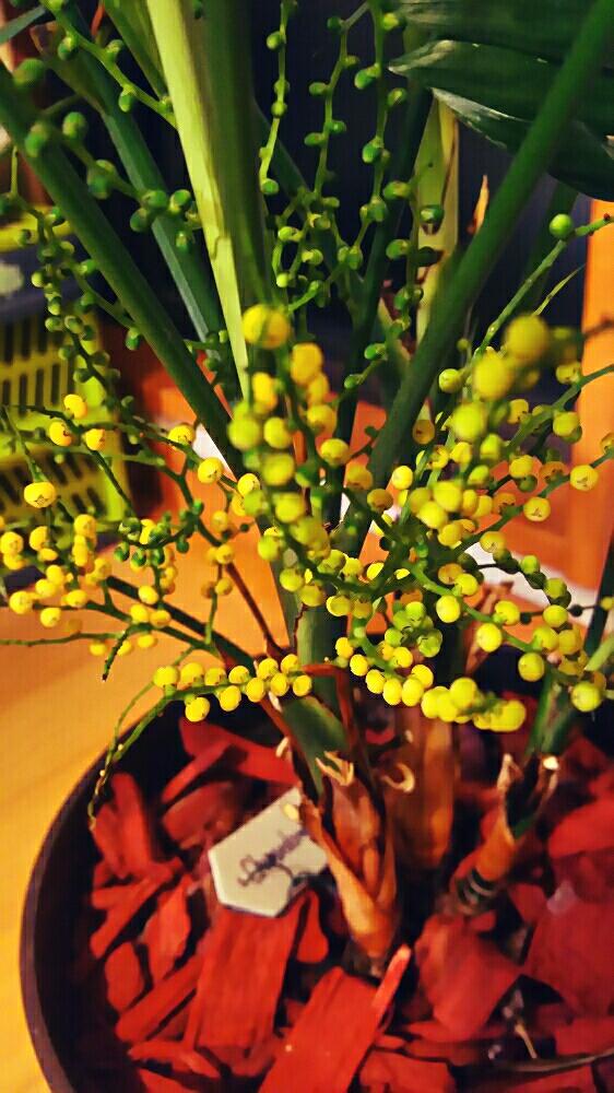 テーブルヤシの投稿画像 By Juelさん 丸い花と黄色い花とテーブルヤシの花とかわいい 2018月5月23日 Greensnap グリーンスナップ