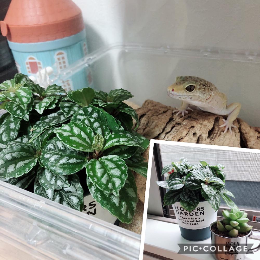 ピレアの投稿画像 By もめんさん オウレイと爬虫類大好きと爬虫類とコラボとヒョウモントカゲモドキと100均と100均多肉と多肉植物 18月5月23日 Greensnap グリーンスナップ