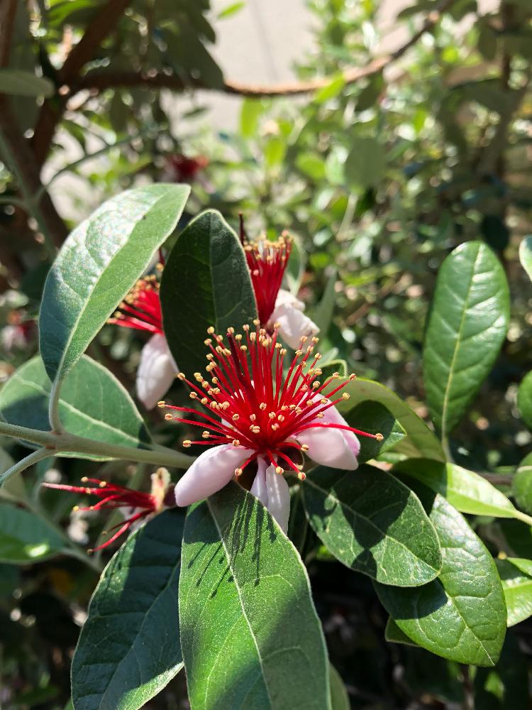 つかささんの投稿画像 18月5月24日 Greensnap グリーンスナップ