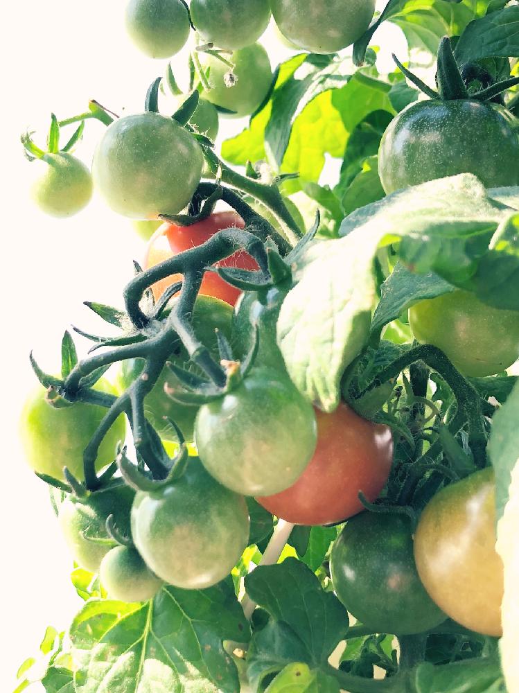 ミニトマト レジナの投稿画像 By くるとん さん 美味しいとミニトマト 18月5月24日 Greensnap グリーンスナップ