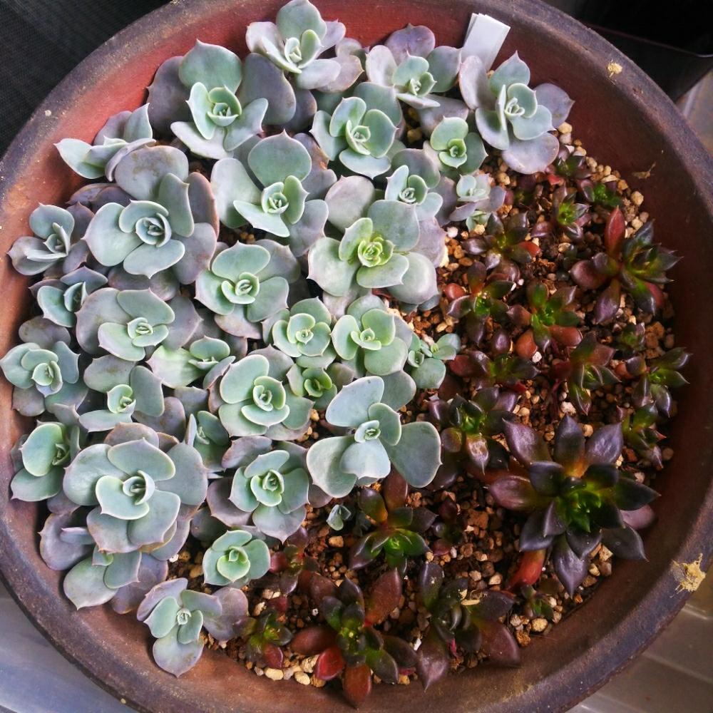 くろすけ葉挿しの投稿画像 By りんさん ポロックス葉挿しと多肉植物と東北の春と夢はもりもり丼と赤ちゃんと東北の5月とホッと一息な多肉 時間と葉挿しとバルコニー ベランダとくろすけのｱﾚｺﾚと多肉植物と東北の春と夢はもりもり丼と赤ちゃんと東北の5月とホッと一息な