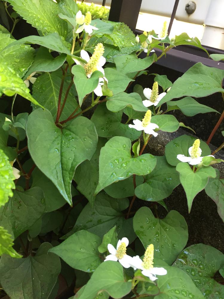 ドクダミ 学名 Houttuynia Cordata ドクダミ科ドクダミ属の多年草 別名 毒溜め 魚腥草 地獄蕎麦の投稿画像 By ちゃなさん 18月5月24日 Greensnap グリーンスナップ Greensnap グリーンスナップ