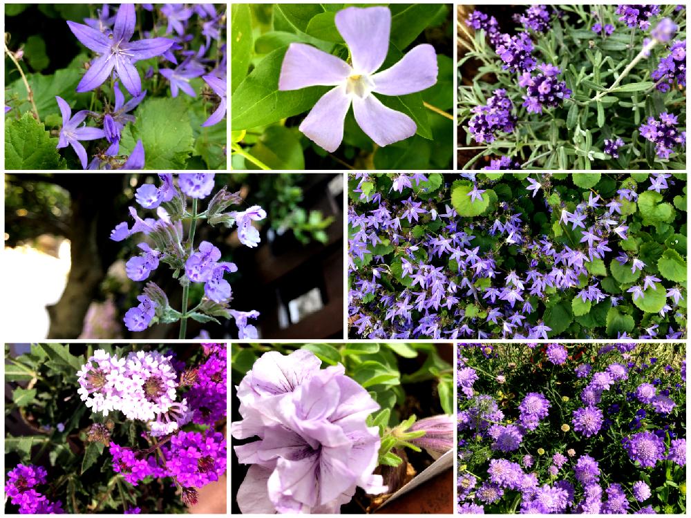 ホシギキョウの投稿画像 By 花 ママ さん ツルニチニチソウとラベンダーとキャットミントとサフィニアフリルとセイヨウマツムシソウとマザーパープルとバーベナリギタと青 紫の花と紫の花 と青の花と色別花シリーズと小さな庭と色別シリーズ青 紫色とマザーパープル