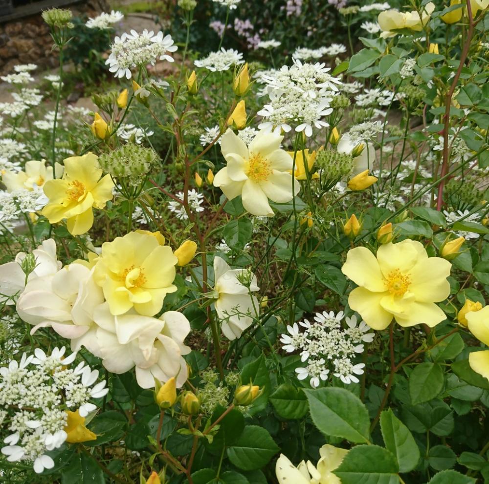 オルラヤの投稿画像 By モコさん バラ リモンチェッロとマイガーデンと黄色い花とおきにいりと白い花とバラ ミニバラ 18月5月24日 Greensnap グリーンスナップ