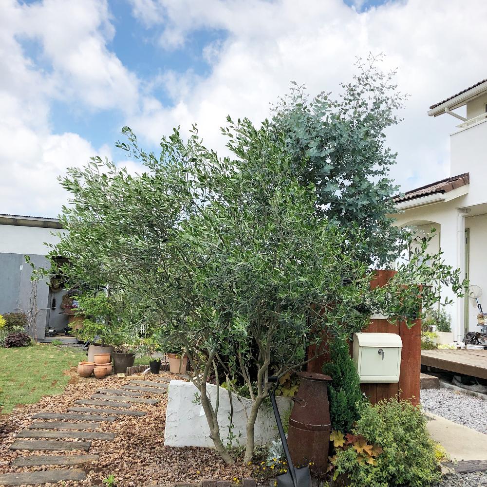 オリーブの投稿画像 By Rananさん ユーカリとガーデン雑貨とみどりのある暮らしとカラーリーフとクルカラと枕木とシンボルツリーと手作りの庭とgs日和とdiyとナチュラルスタイルとナチュラルジャングル 18月5月24日 Greensnap グリーンスナップ