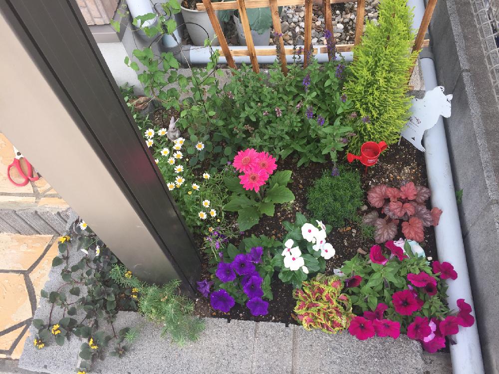 植中毒の投稿画像 By むぎさん ガーデニング初心者と花のある暮らしと玄関先と庭なし手作り花壇 18月5月24日 Greensnap グリーンスナップ