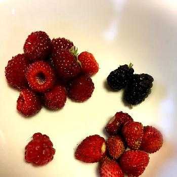 ララベリーの投稿画像一覧 Greensnap グリーンスナップ