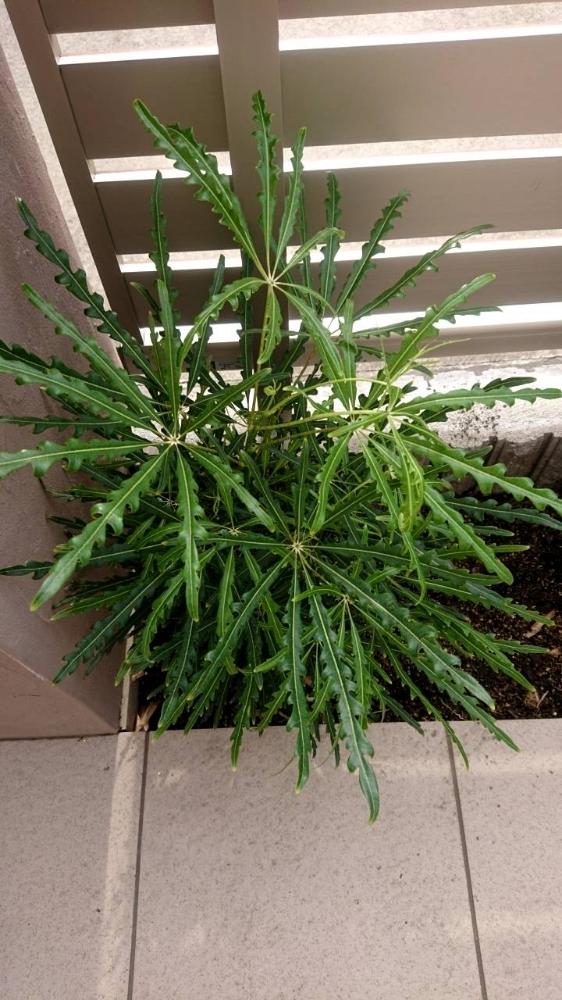 みあきさんの投稿画像 18月5月25日 Greensnap グリーンスナップ