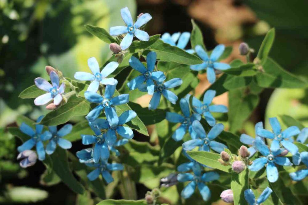 alice さんの港の見える丘公園への投稿