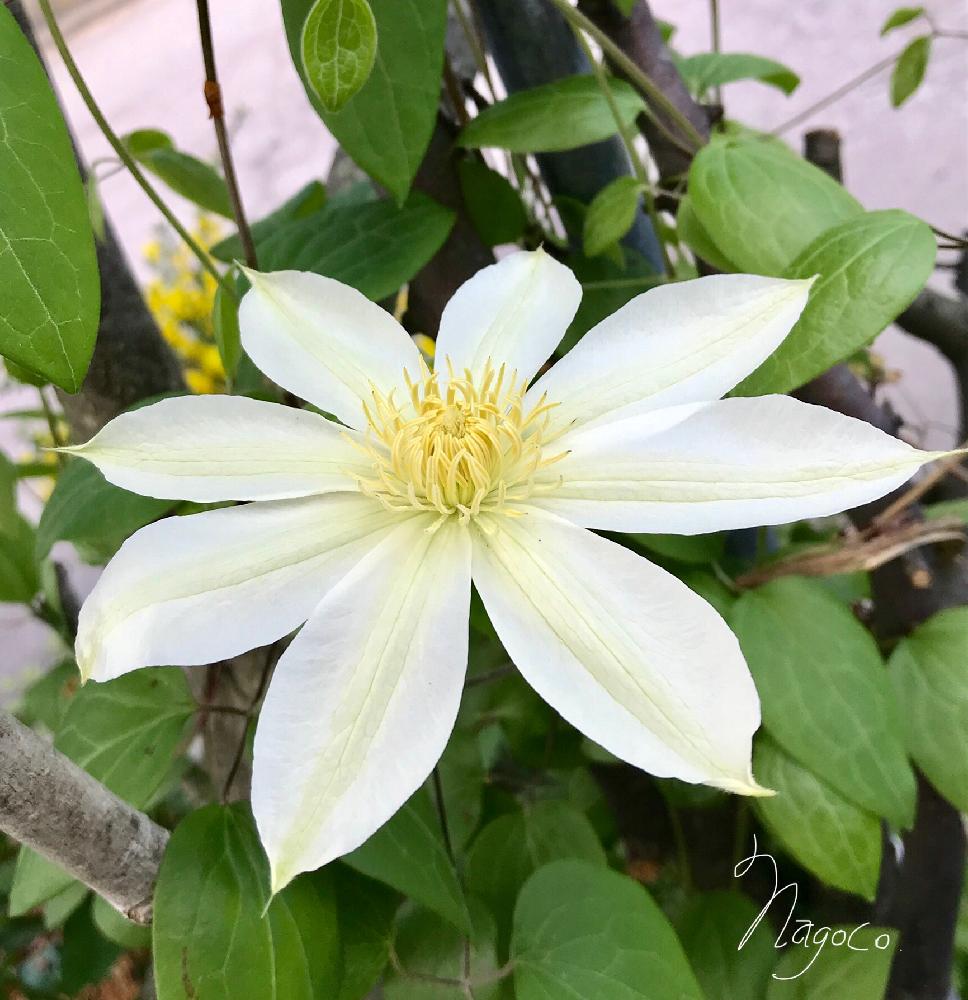 花のある暮らしの投稿画像 By なごこさん 草川柳と5月の白花シリーズと白い花とエニシダとクレマチスと小さな庭と花のある暮らしと草川柳と5月 の白花シリーズと白い花 18月5月25日 Greensnap グリーンスナップ Greensnap グリーンスナップ