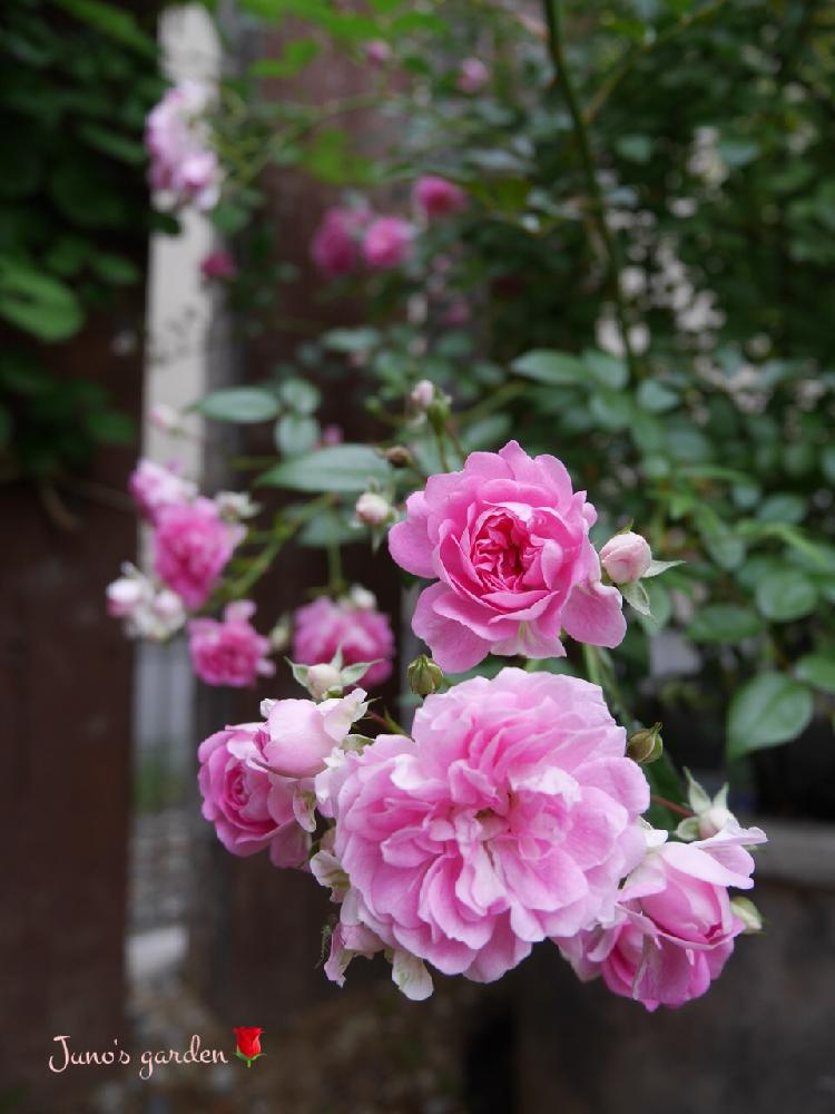 芽衣の投稿画像 By Junoさん ミニバラと一季咲きと薔薇愛同盟と返り咲きとコマツガーデンとつるバラと花のある暮らしとバラ ミニバラと小輪 18月5月25日 Greensnap グリーンスナップ