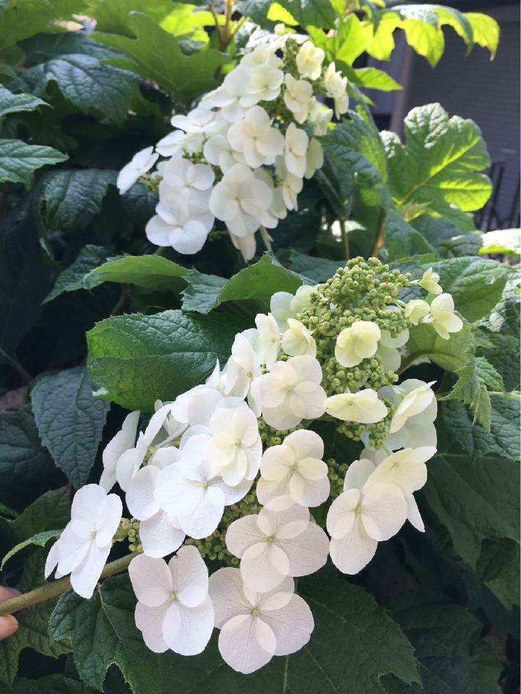 カシワバアジサイ スノークイーンの投稿画像 By ミルさん 花のある暮らしと白い花と庭木とあじさい 白 18月5月25日 Greensnap グリーンスナップ カシワバアジサイ スノークイーンの投稿画像 By ミルさん 花のある暮らしと白い花と庭木とあじさい 白 18月5月25日 Greensnap グリーンスナップ