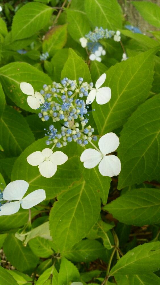 ユキノシタ科の投稿画像 By 秋ののげしさん 花のある暮らしと甘茶と白い花とかわいいな とげんき と薬草 18月5月25日 Greensnap グリーンスナップ