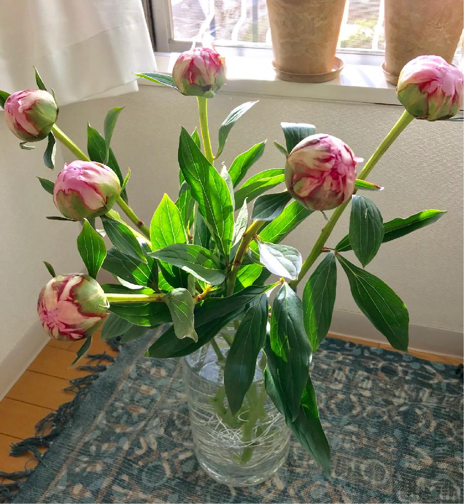 切花の投稿画像 By Ponikさん お買い物と 芍薬 シャクヤク コンテストと花のある暮らしと切り花と 初夏グリーンデコ コンテストと0万枚記念 テーマ別記念フォトコンテスト 18月5月25日 Greensnap グリーンスナップ