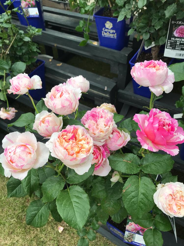エドゥアール マネ薔薇の投稿画像 By きのこさん ピンク ピンク ピンク と絞りのバラ とハウステンボスと美しいといい香りと花のある暮らしとかわいいな とバラ ミニバラ 18月5月25日 Greensnap グリーンスナップ