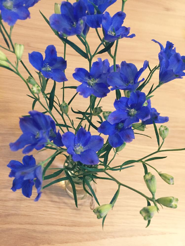 デルフィニウムの投稿画像 By あかさん 色が好きとかわいい と今週のお花と毎週の楽しみとお迎えと花のある暮らし 18月5月25日 Greensnap グリーンスナップ