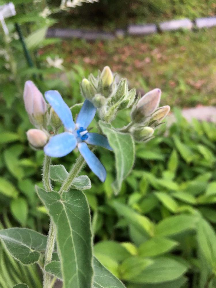 オキシペタラム ブルースターの投稿画像 By ジャスミンさん 18月5月25日 Greensnap グリーンスナップ Greensnap グリーンスナップ