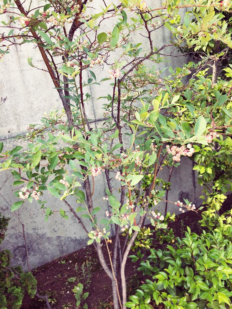 ブルーベリーの実の投稿画像 By 空花 くうか さん 目黒区と花言葉と白い実 18月5月25日 Greensnap グリーンスナップ