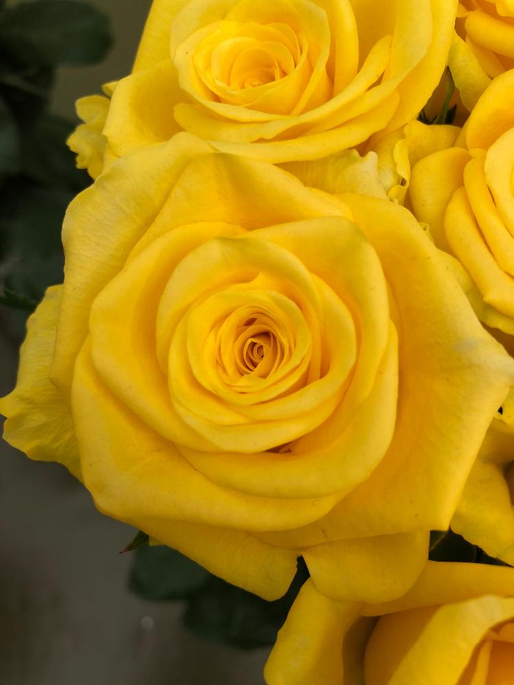 バラの投稿画像 By Diamond0710さん ゴールドラッシュと国際バラとガーデニングショウ18と最高と薔薇 とばら バラ 薔薇と国際バラ とガーデニングショウと色鮮やか と薔薇に魅せられてとステキ ときれいと黄色い花と綺麗と可愛いと花のある暮らしと薔薇 と黄色い