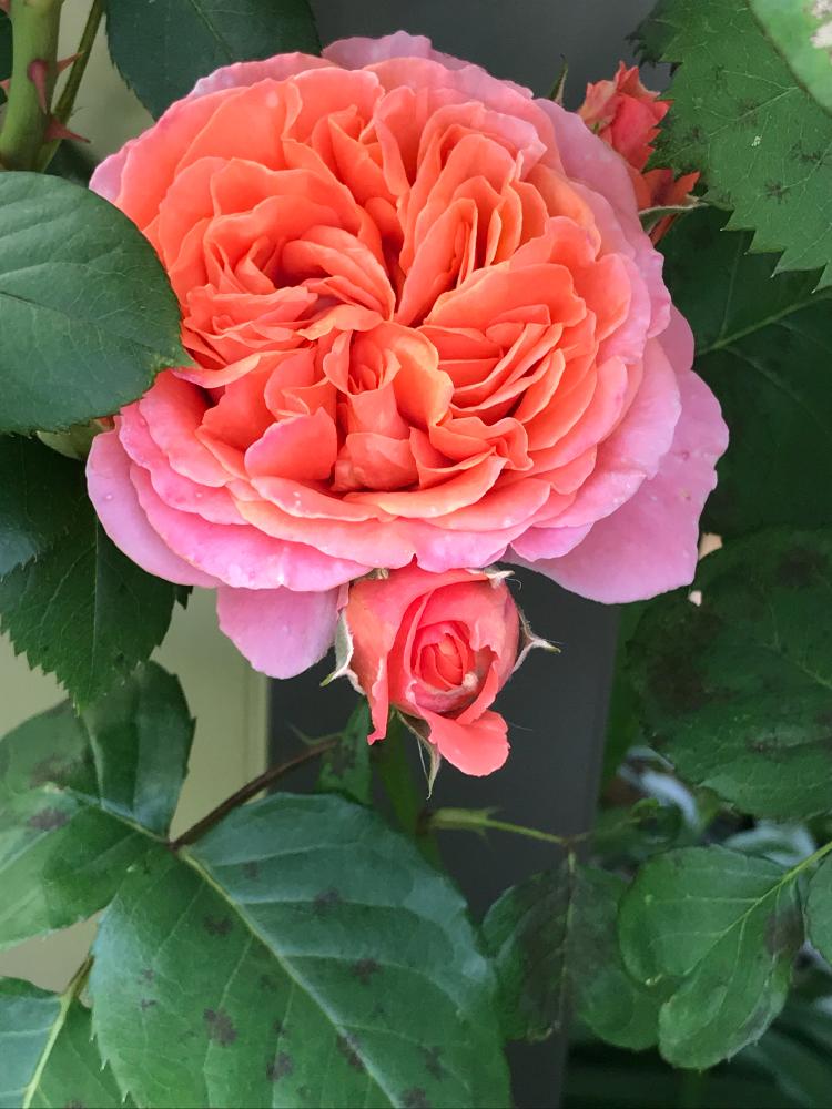エミリアンギヨーの投稿画像 By Vogelさん ばら バラ 薔薇と鉢植えとギヨー 18月5月25日 Greensnap グリーンスナップ