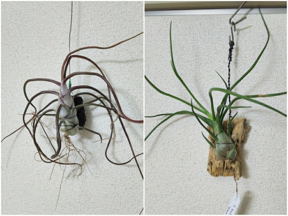 チランジア ブルボーサ ジャイアント の投稿画像 By Taroさん チランジア ブルボーサ ギガンテ とバルコニー ベランダと我が家のチランジア と 草 のある暮しとチランジア エアプランツ とデカチラ友の会とエアプランツlifeとベランダのチランジアとベランダ