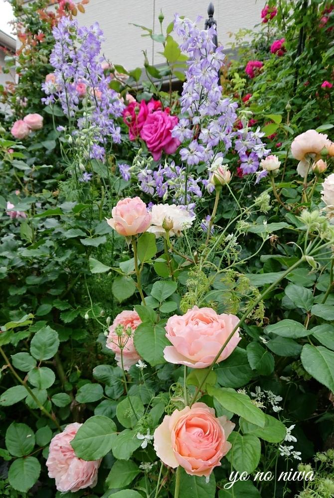 バラ プリンセスシャルレーヌドゥモナコの投稿画像 By 葉子さん ばら バラ 薔薇とバラと暮らすとバラ 修景バラとジャングルの住人とバラ ジャングルと季節の花と今日のバラとメイアンとカインズ千葉ニュータウン店とローズガーデンとロザリアン 18月5月26日