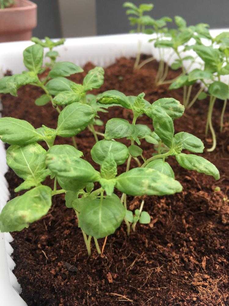 バジルと大葉の新型水耕栽培始めました Greensnap グリーンスナップ