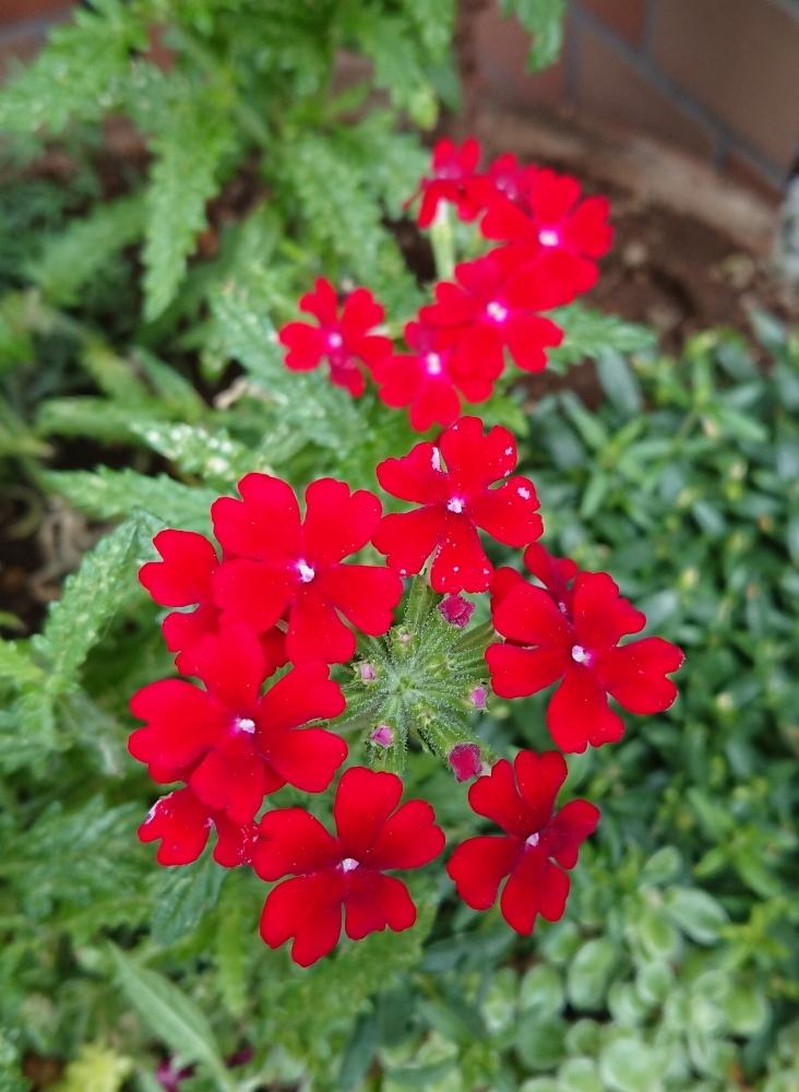 お散歩道の投稿画像 By Blankaさん 可愛い花と華やかな と元気 と赤い花と花のある暮らしと小さな花 18月5月26日 Greensnap グリーンスナップ