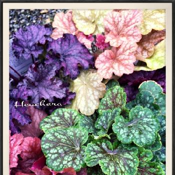 ヒューケラ ドルチェ チョコミント の投稿画像一覧 Greensnap グリーンスナップ