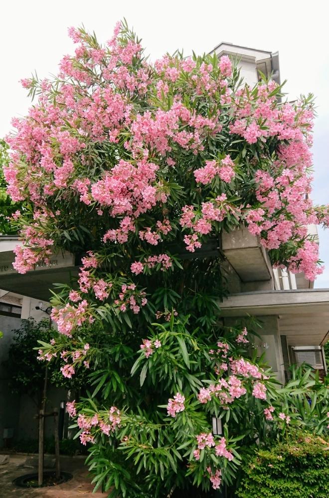 お出かけ先の投稿画像 By Blankaさん ピンクの花と樹木と華やかな と元気 と花のある暮らしとピンクの花と樹木と華やかな と元気 と花のある暮らし 18月5月26日 Greensnap グリーンスナップ Greensnap グリーンスナップ