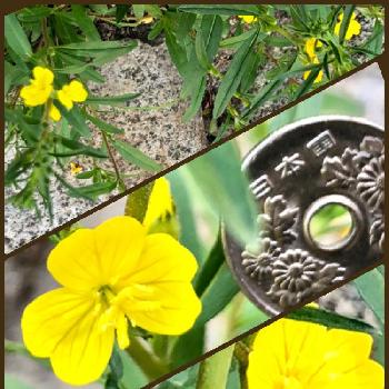 職場の花畑の画像 by 織家さん | ヒメマツヨイグサと増えるんですと職場の花畑とどこでも植物と花の後には…と黄色いお花大好き協会と蕾から花へとiPhone撮影