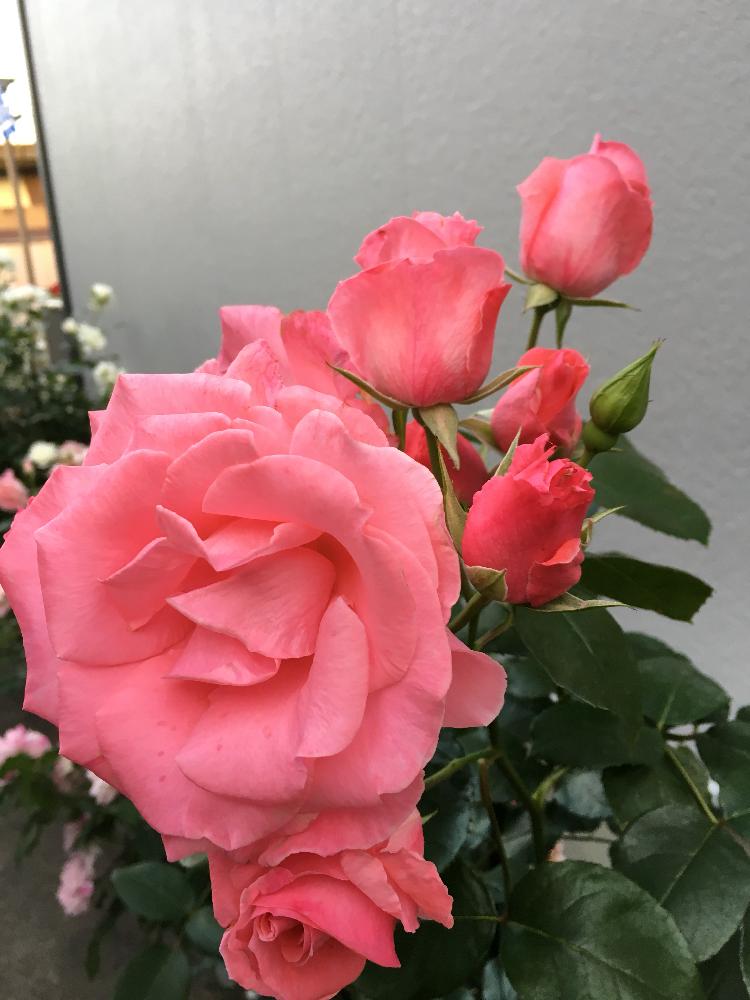 マイガーデンの投稿画像 By Mayukenさん つるバラとピンクのバラ 名前何 18月5月26日 Greensnap グリーンスナップ