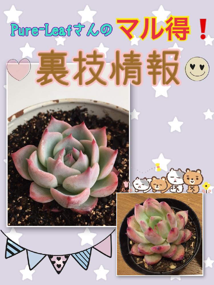 チワワエンシスの投稿画像 By あきさん リンゼアナと多肉植物と中山いい肉んと癒される と勝手に宣伝と通販専門店と植欲が止まらないと千葉県とno Taniku No Lifeと多肉大好きと多肉コレクションとお誘いとワクワクドキドキと赤いツメ愛好会 と多肉のある暮らしと植欲